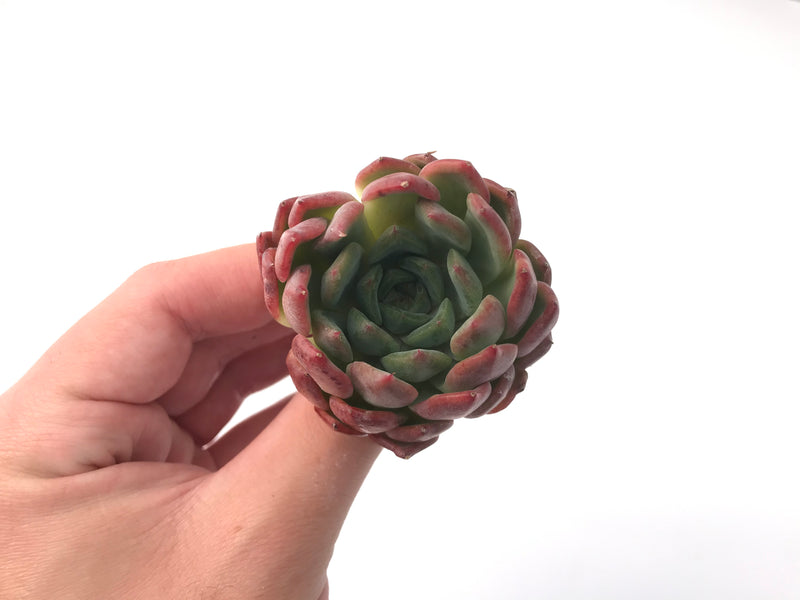 Echeveria 'Cortes' 4" Succulent Plant