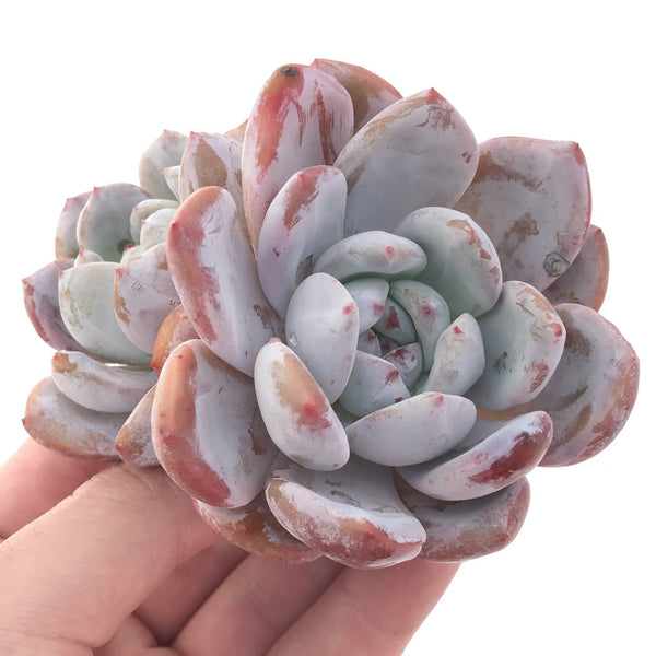 Echeveria 'Orange Monroe' Cluster 3" Powdery Succulent Plant