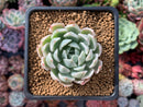 Echeveria 'Angel-In-Us' Variegated 2" Succulent Plant