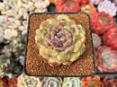 Echeveria 'Amethyst' 3" Succulent Plant