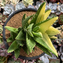 Aloe 'Nobilis' Variegated 5" Succulent Plant