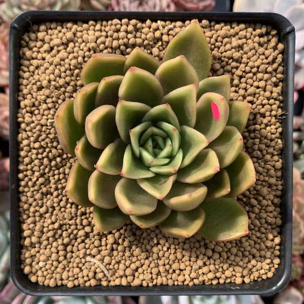 Echeveria Agavoides 'Walshire' 2"-3" Succulent Plant