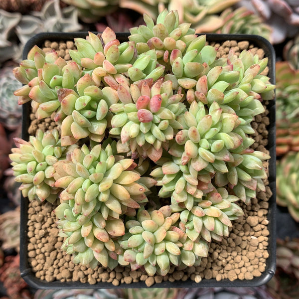 Graptosedum 'Little Beauty' 4" Cluster Succulent Plant