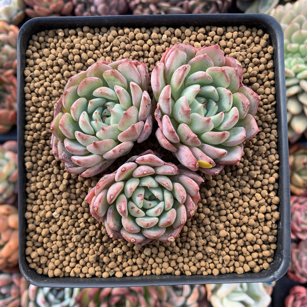 Echeveria 'Aarons' 3” Cluster Rare Succulent Plant