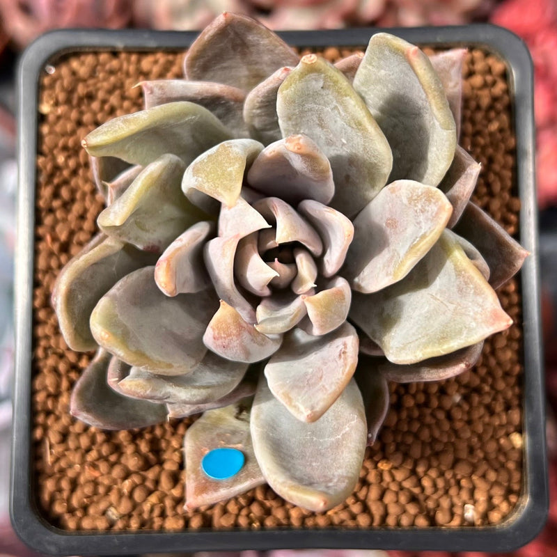 Echeveria 'Affinis Grey' 2" Succulent Plant