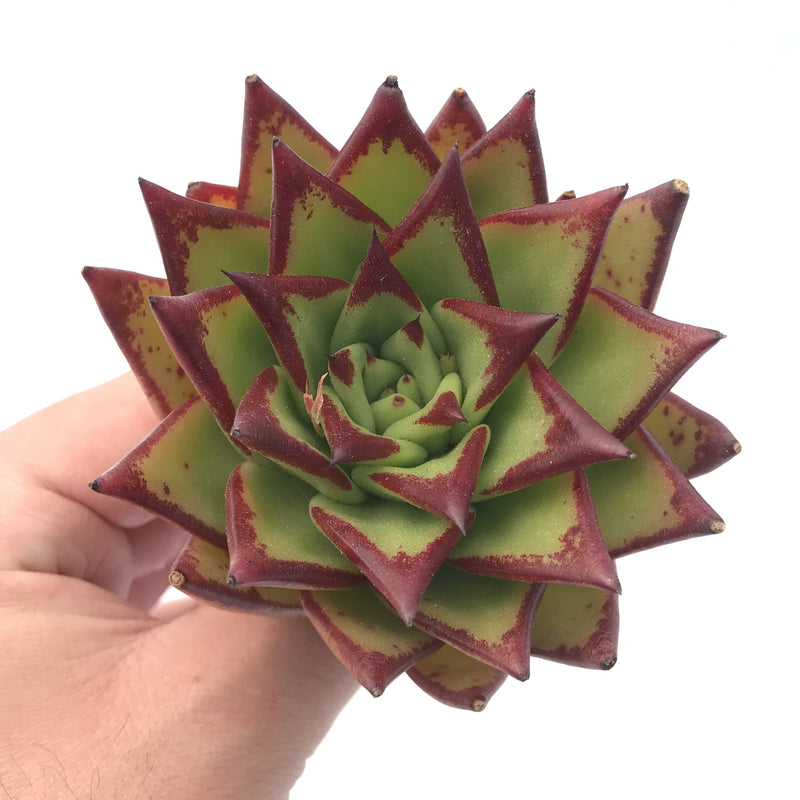 Echeveria Agavoides ‘Orange Ebony’ 4” Rare Succulent Plant