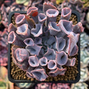 Echeveria 'Trumpet Pinky' 3" Succulent Plant