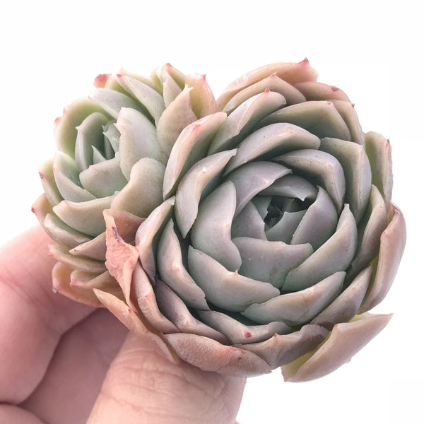 Echeveria Sp 2” Rare Succulent Plant