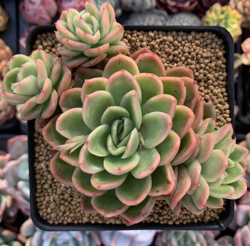 Echeveria Agavoides 'Raja' 4" Cluster Succulent Plant