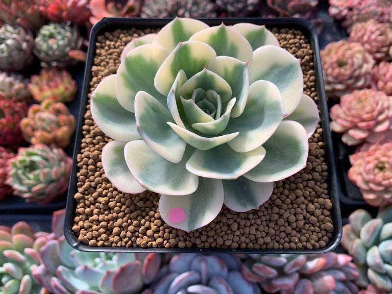 Echeveria 'Compton Carousel' Variegated 4" Succulent Plant