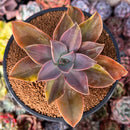 Graptoveria 'Fred Ives' Variegated 3" Succulent Plant