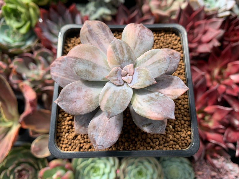 Quetzalcoatlia 'Pentandra Superba' Variegated 2" Succulent Plant (Formerly Graptopetalum 'Pentandrum Superbum' Variegated)