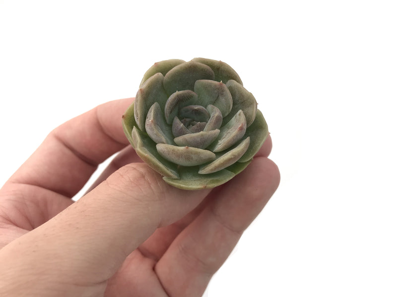 Echeveria 'Skybell' 1" New Hybrid Succulent Plant