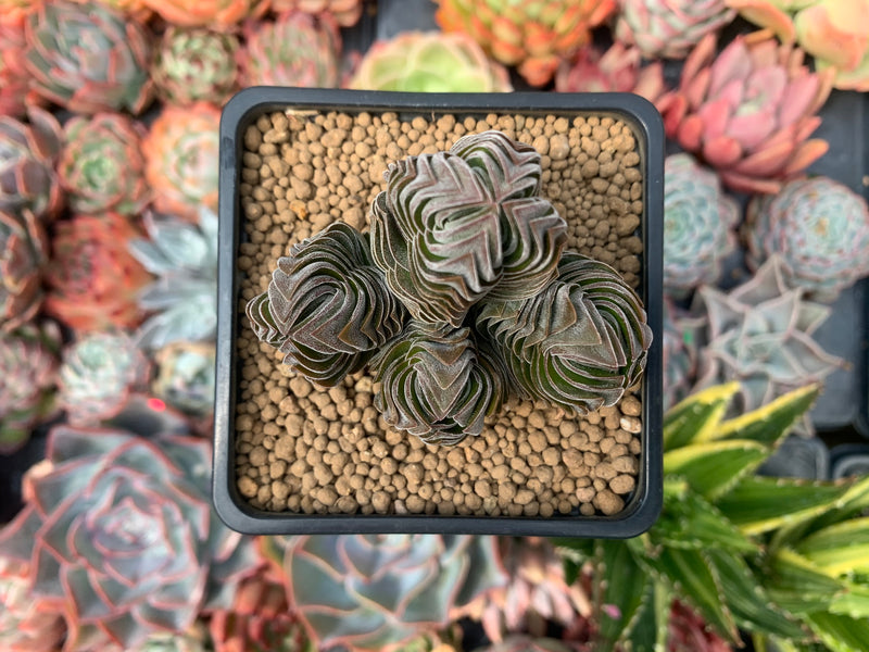 Crassula 'Buddha's Temple' 2"-3" Succulent Plant