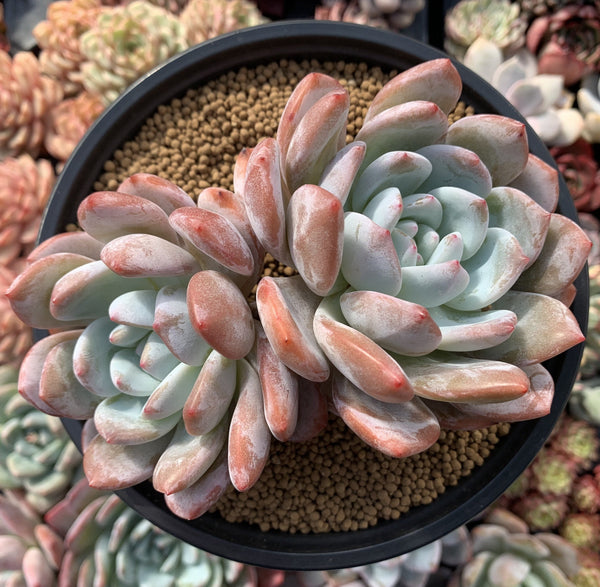 Echeveria 'Ivory' 6"-7" Large Cluster Powdery Succulent Plant