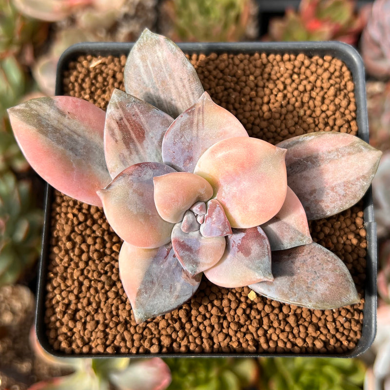 Quetzalcoatlia 'Pentandra Superba' Variegated 2" Succulent Plant (Formerly Graptopetalum 'Pentandrum Superbum' Variegated)