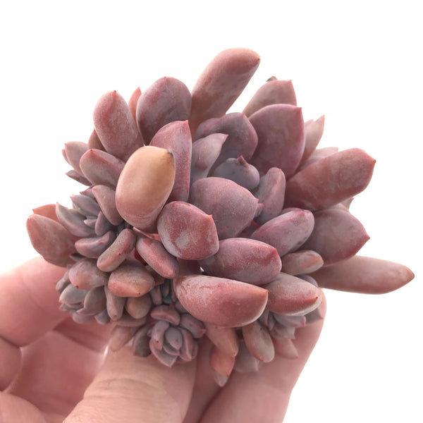 Echeveria Cupid Cluster Small 1”-2” Rare Succulent Plant