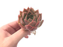 Echeveria 'Nocturnal' New Hybrid 2"-3" Succulent Plant