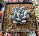 Pachyphytum 'Mureleri' 3" New Hybrid Powdery Succulent Plant