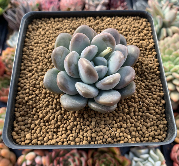 Pachyphytum 'Mureleri' 3" New Hybrid Powdery Succulent Plant