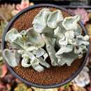 Cotyledon Undulata 'Shires Hobbit' 3" Succulent Plant