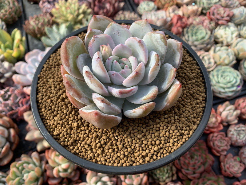 Echeveria 'Ivory' 4" Powdery Succulent Plant