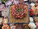 Echeveria Agavoides 'Sarabony' 2" Succulent Plant