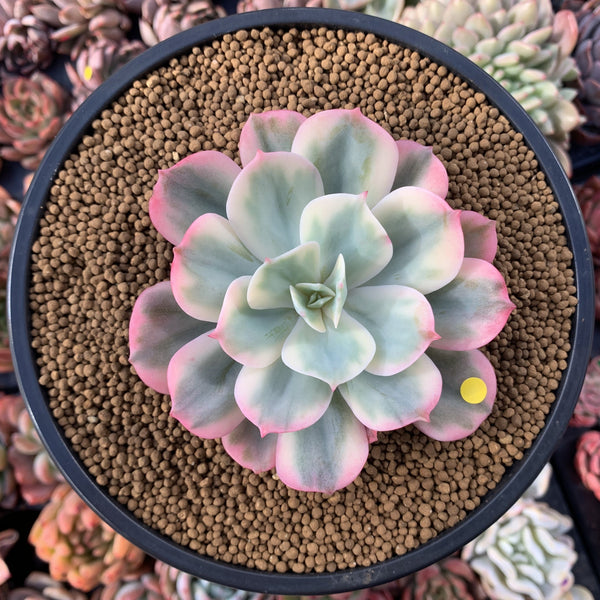 Echeveria 'Secunda' Variegated 4” Rare Succulent Plant