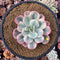 Echeveria 'Secunda' Variegated 4” Rare Succulent Plant