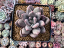 Pachyphytum 'Valentine' 3"-4" Succulent Plant