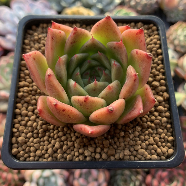 Echeveria Agavoides 'Elizabeth' 2" Succulent Plant