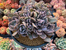 Graptoveria 'Debbie' Crested Cluster 4"-5" Succulent Plant