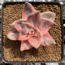 Graptopetalum 'Bainesii' Variegated 3" Succulent Plant