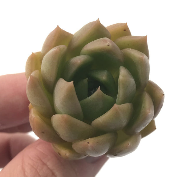 Echeveria Agavoides 'Chimera' 2" Succulent Plant