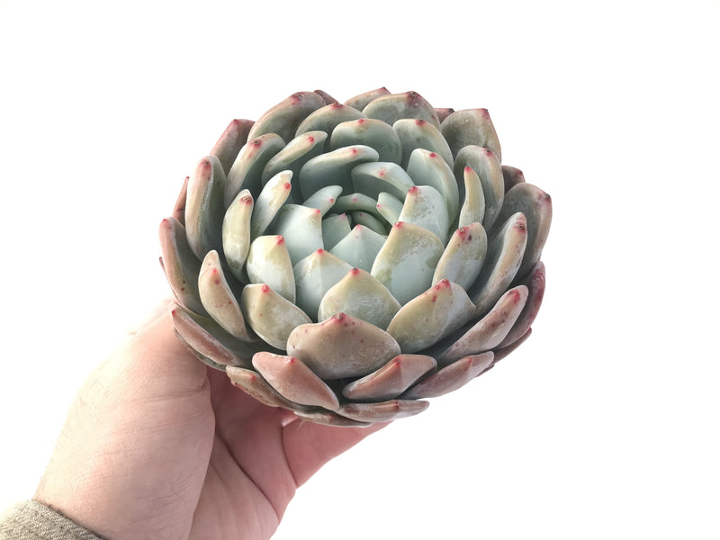 Echeveria 'Orange Monroe' 5" Large Powdery Succulent Plant