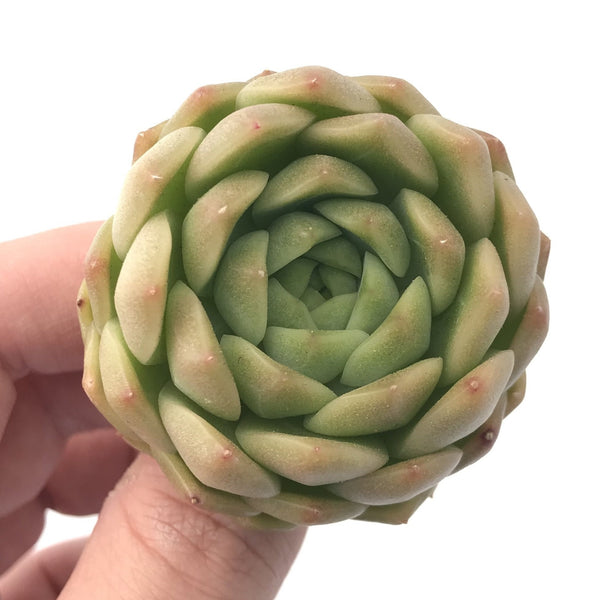 Echeveria Agavoides ‘Goldwin’ 2” Rare Succulent Plant