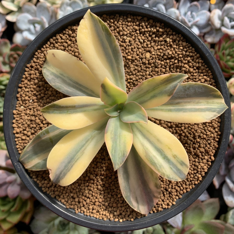 Graptoveria 'Fred Ives' Variegated 4" Succulent Plant