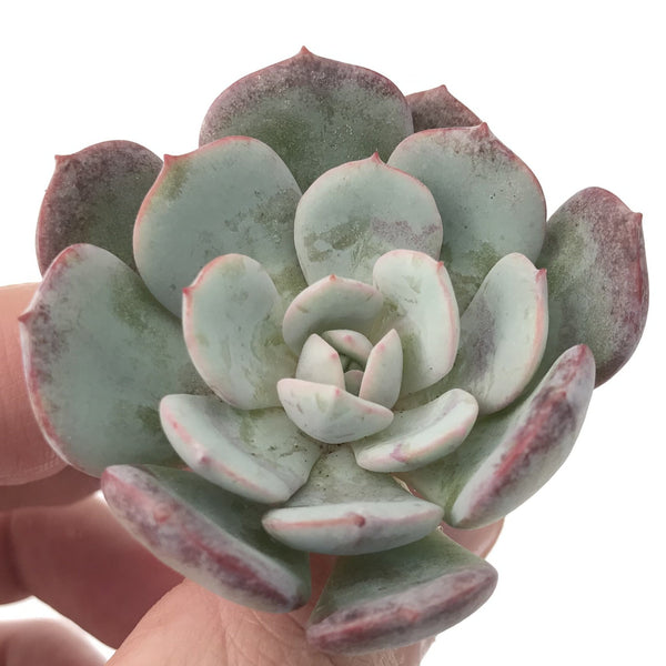 Echeveria 'Soul Mint' 1" Seedling Powdery Succulent Plant