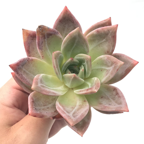 Echeveria 'Baekya' (White Night) 4" Rare Succulent Plant