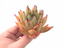 Echeveria Agavoides Royal 3” Rare Succulent Plant