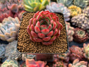 Echeveria Agavoides 'Pokeball' 1"-2" New Hybrid Succulent Plant