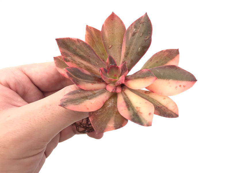 Echeveria 'Hanaikada’ Variegated 3"-4" Succulent Plant