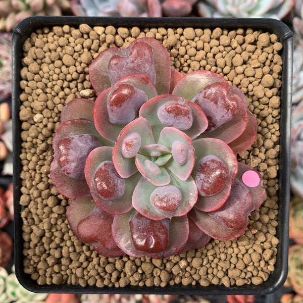 Echeveria 'Hearts Delight' 3" Succulent Plant