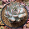 Echeveria 'Elegans Potosina' 4" Succulent Plant