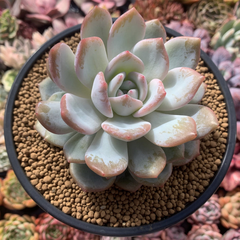 Echeveria 'Elegans Potosina' 4" Succulent Plant