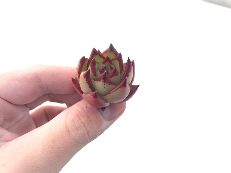 Echeveria Agavoides 'Casio' 1" Small Succulent Plant