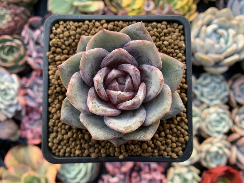 Echeveria 'German Champaign' 2" Succulent Plant