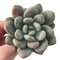 Pachyphytum cv 'Frevel' 4" Succulent Plant