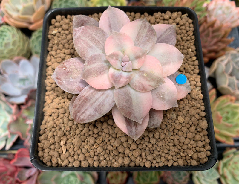 Quetzalcoatlia 'Pentandra Superba' Variegated 3" Succulent Plant (Formerly Graptopetalum 'Pentandrum Superbum' Variegated)