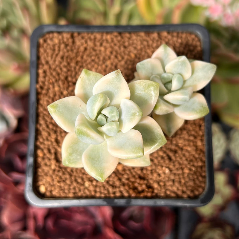 Graptoveria 'Titubans' Variegated 2” Succulent Plant